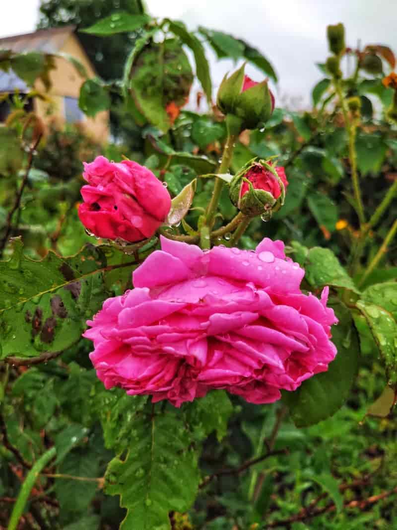 تصویر 3 از گل محمدی دیم با کیفیت بالا و مناسب صنایع غذایی دارویی